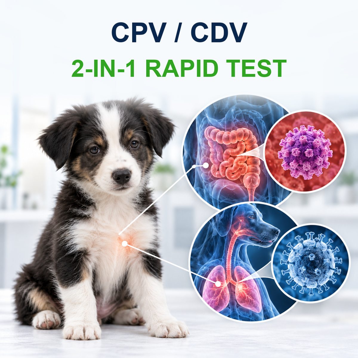 MancsLab CPV/CDV 2-in-1 parvovirus and distemper rapid test for dogs – illustration with English text